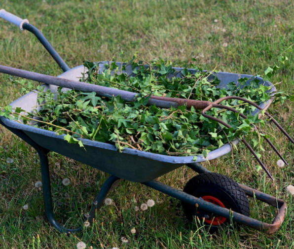 A metal wheelbarrow filled with cut ivy vines and garden clippings, resting on a grass lawn.