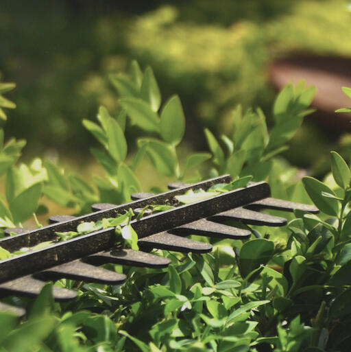 Close-up of hedge trimmer blades cutting through bright green leafy shrubs, with a blurred garden background.